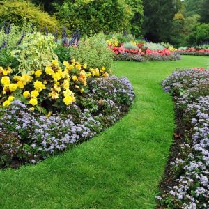 Fleurs à l’honneur : Guide pratique pour créer un parterre coloré dans votre jardin!